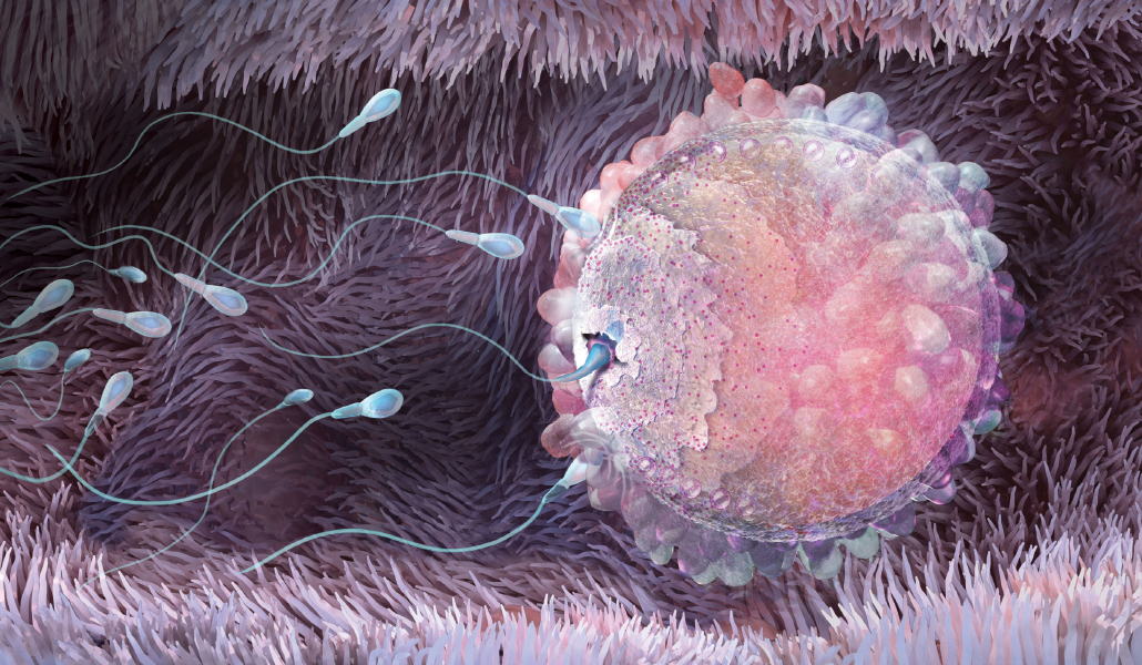 illustration of one sperm entering an egg as more sperm swim toward it