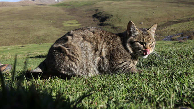 wild-domestic cat hybrid