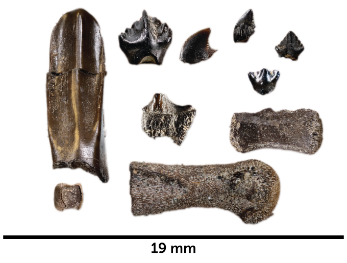 bones and teeth fossils of baby dinosaurs