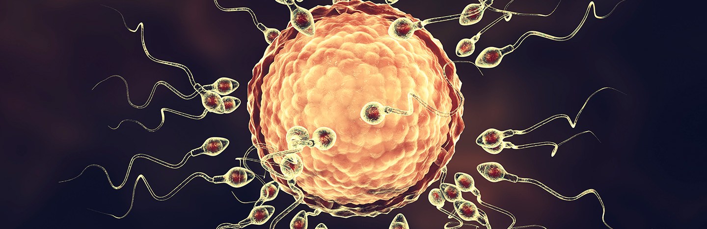 a magnified image of an egg cell surrounded by sperm
