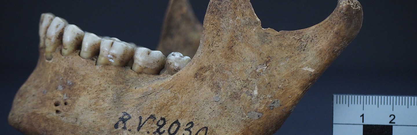 fossil of human jawbone