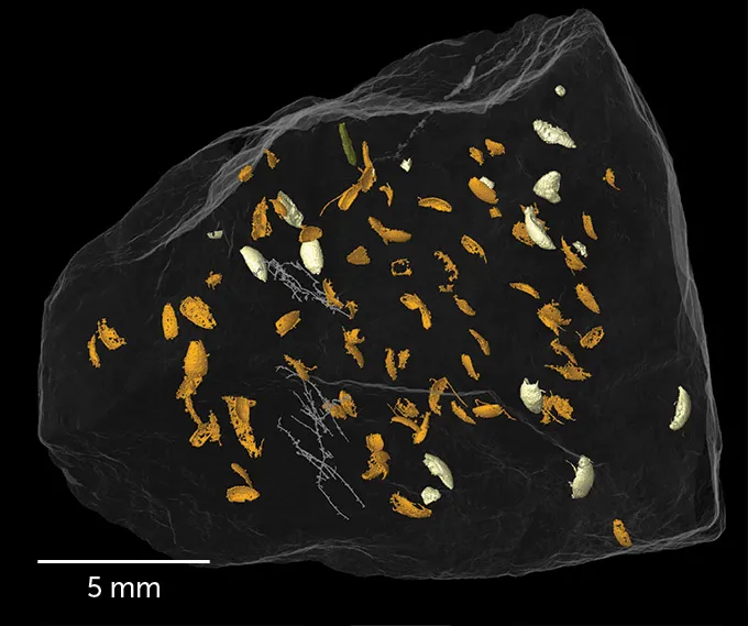 3D rendering of beetle remains in fossilized dung