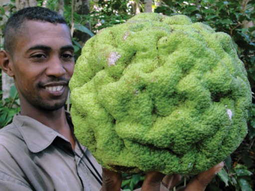 A man holding a Treculia fruit