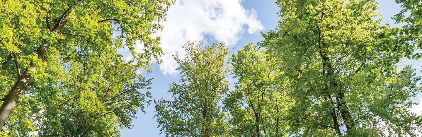 a view to the tops of several tall, skinny trees with light green leaves