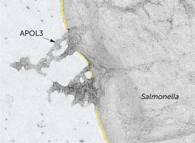 APOL3 protein dissolving Salmonella