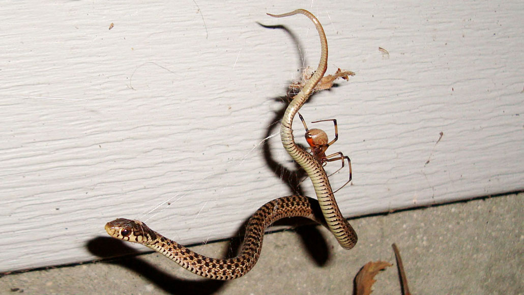 A brown widow spider crawling along a garter snake trapped in its web against a white wall