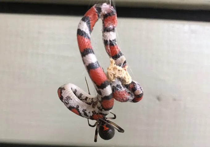 Brown widow spider crawls along a scarlet snake ensnared in the spider's web