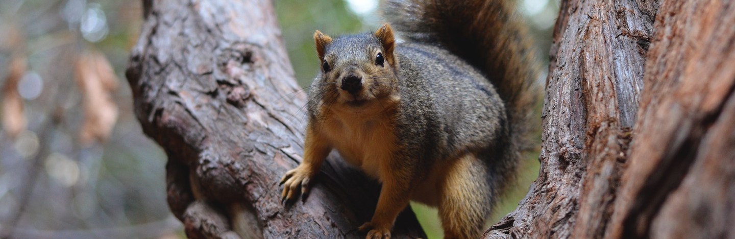 a fox squirrel in a tree