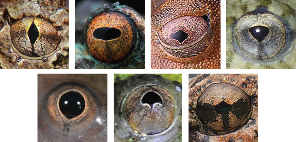 images showing different types of frog pupil shape