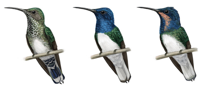 illustration of a female bird with normal coloration, a male bird with a blue head and throat and a juvenile bird with a blue head and a peach throat
