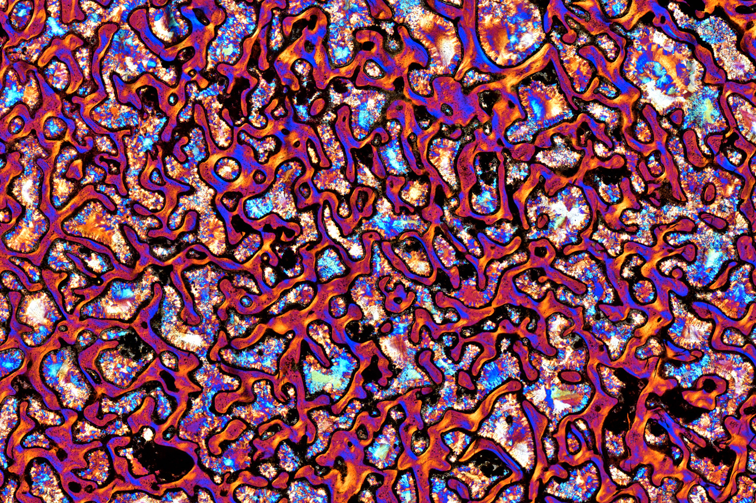 a magnified slice of dinosaur bone in vibrant colors