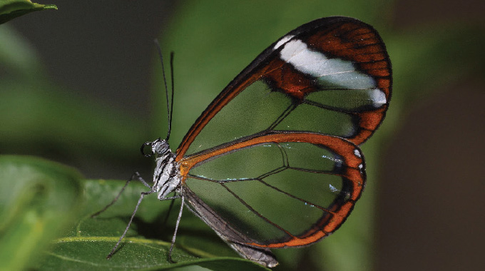 A glasswing butterfly