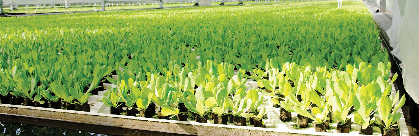 plants in boxes in a large greenhouse