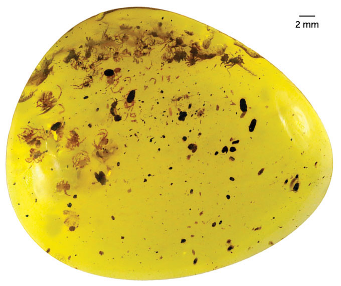 spiderlings preserved in a piece of amber