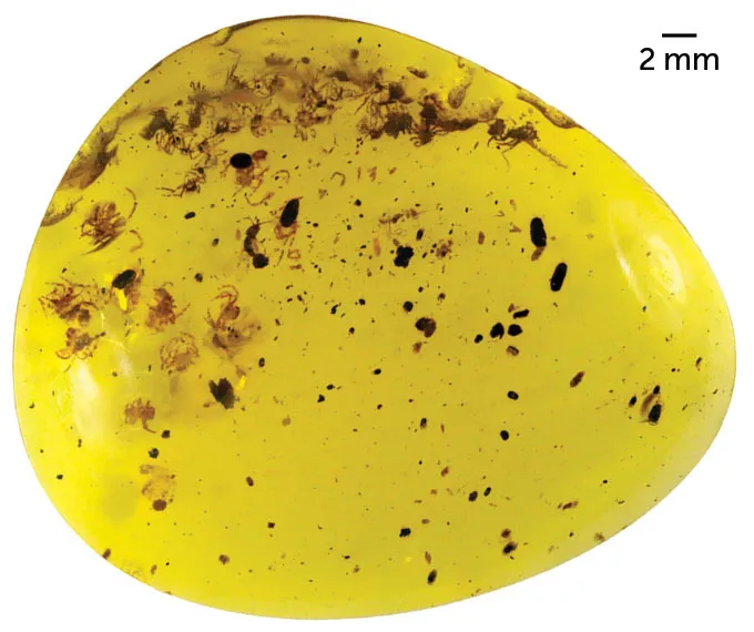 spiderlings preserved in a piece of amber