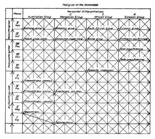 Weidenreich trellis diagram historic
