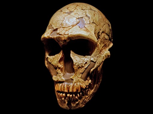 Neandertal skull