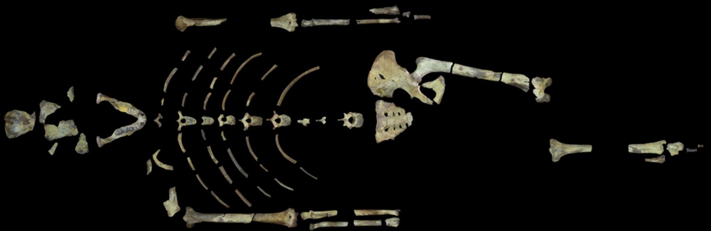 the bones of the famous skeleton Lucy arranged on a black background
