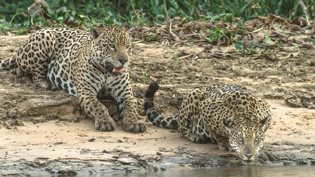 two jaguars lying on the shore