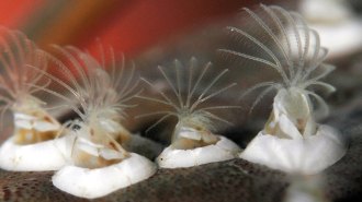 four barnacles on the surface of a crab carapace