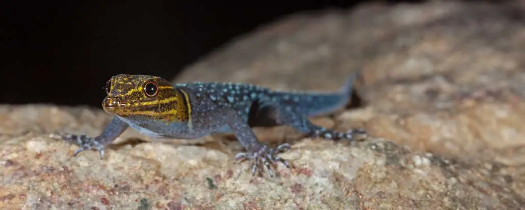 A gecko with a bluish-gray body and yellow striped head