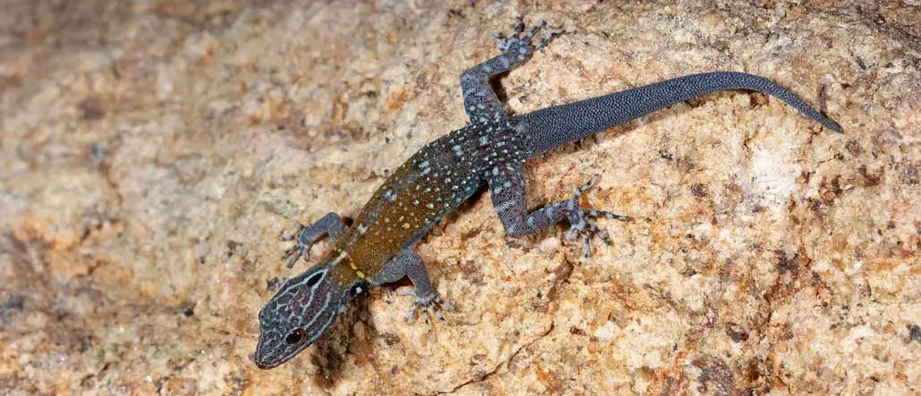 A gecko with a spotted bluish body and a hazy yellow section on its back