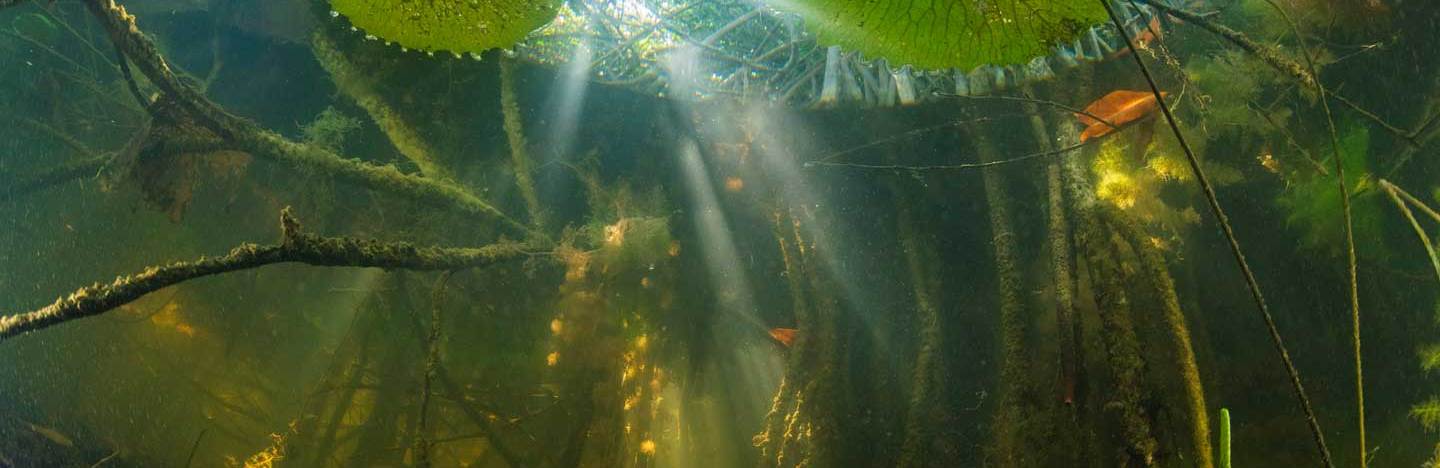 Fish swimming around roots of red mangrove forest