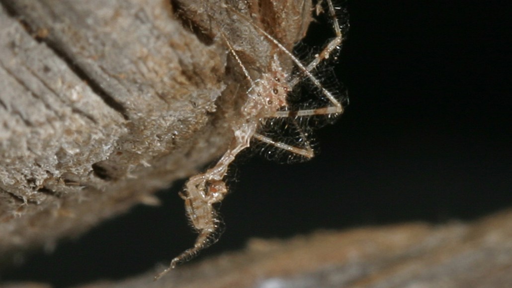 image of a Stenolemus bituberus assassin bug