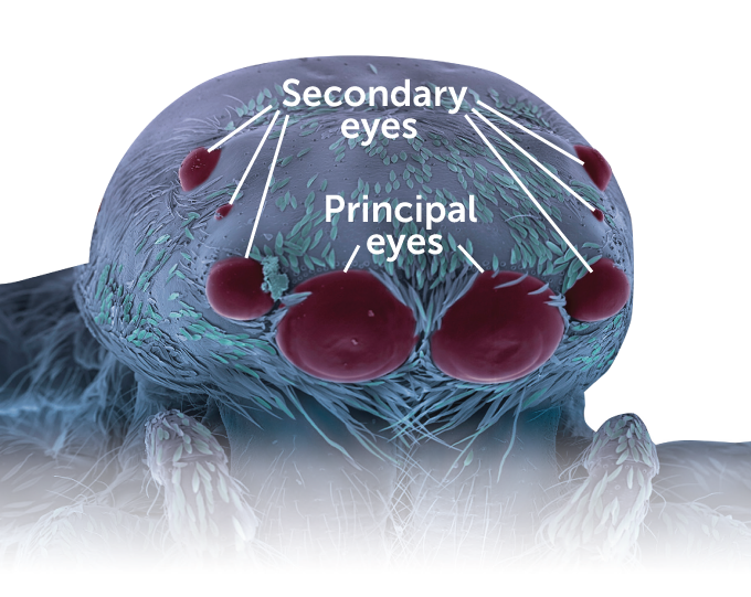 diagram showing the principal eyes and the secondary eyes