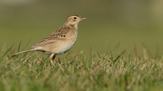 image of a Richard’s pipit amid grass