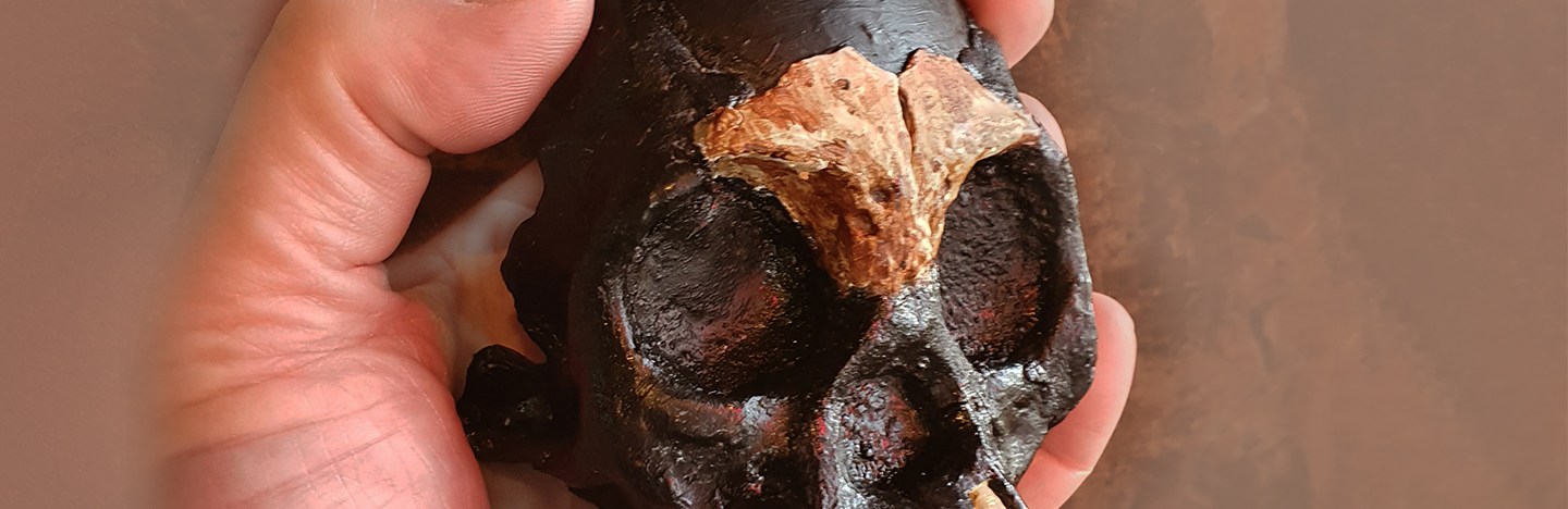 hand holds a reconstruction of a Homo naledi child’s skull showing fossil teeth and parts of the cranium