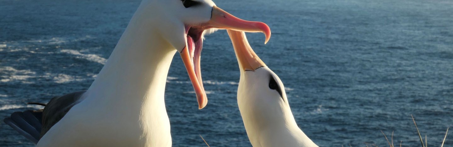 image of a pair of albatrosses with cliffside and ocean in the distance