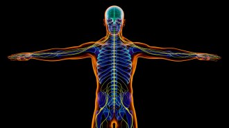 illustration of a skeleton with the nervous system highlighted