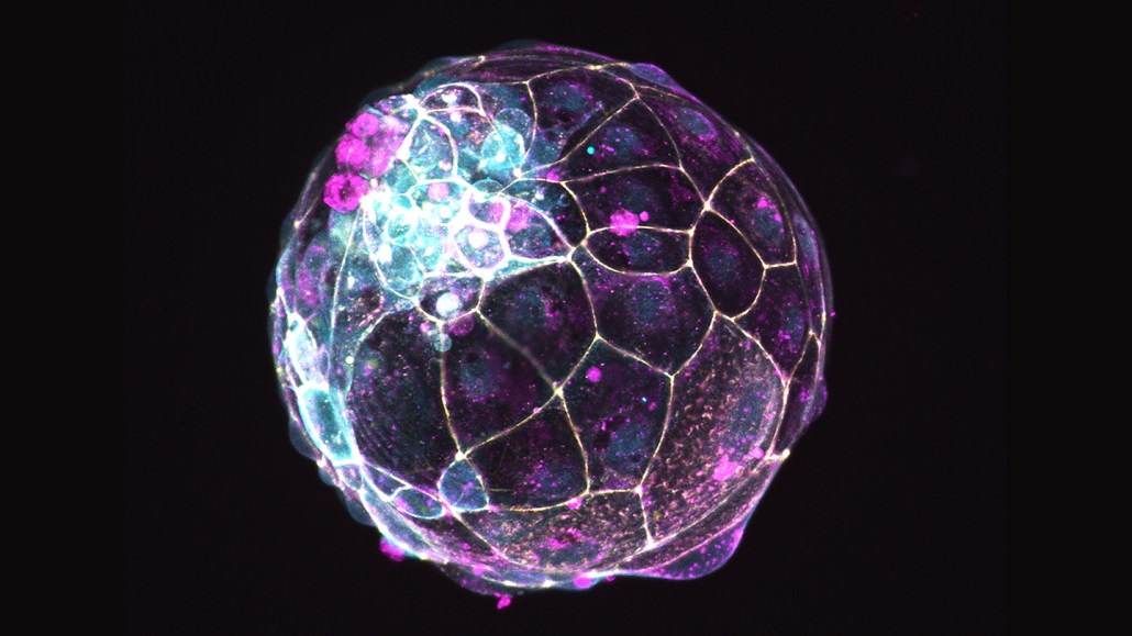 image of a blastoid sphere with blue and pink hues