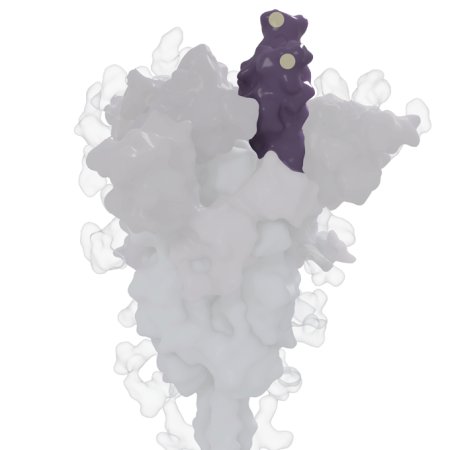 3-D rendering of the coronavirus spike protein with the receptor-binding domain highlighted in dark purple