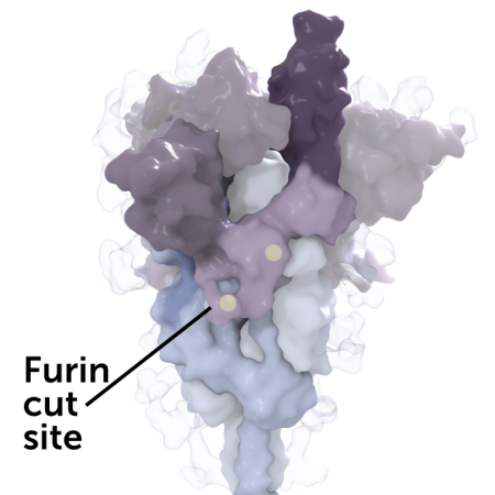 3-D rendering of the coronavirus spike protein with the furin cut site labeled