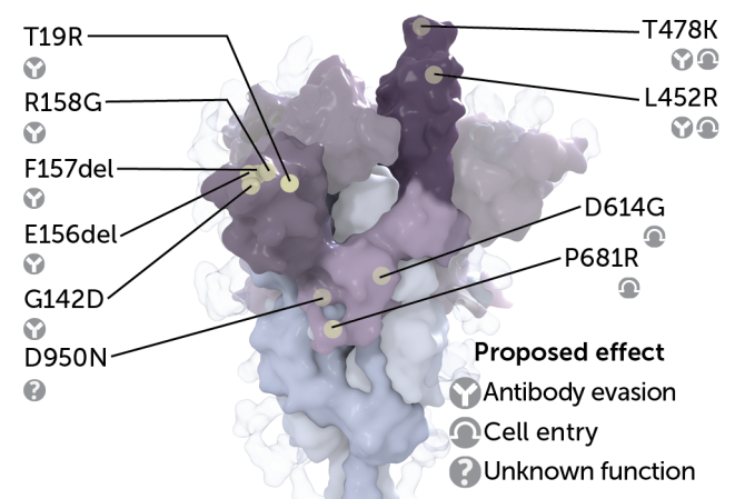 image of coronavirus spike protein with mutations labeled