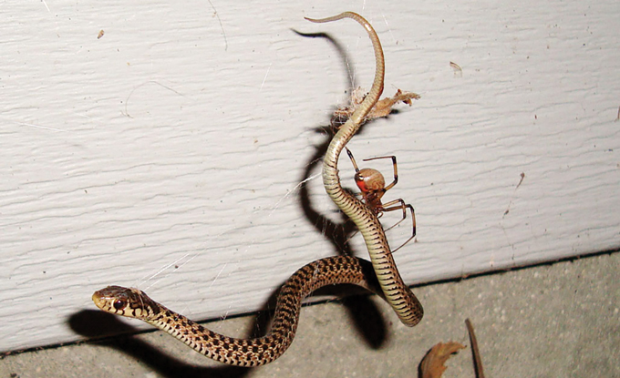 photo of a spider with a snake caught in its web
