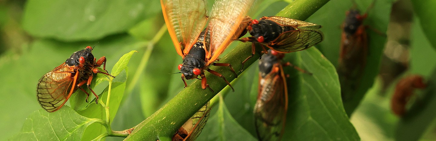 Brood X cicadas on a leaf