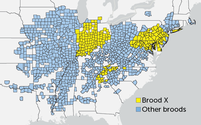 Map of cicada sightings