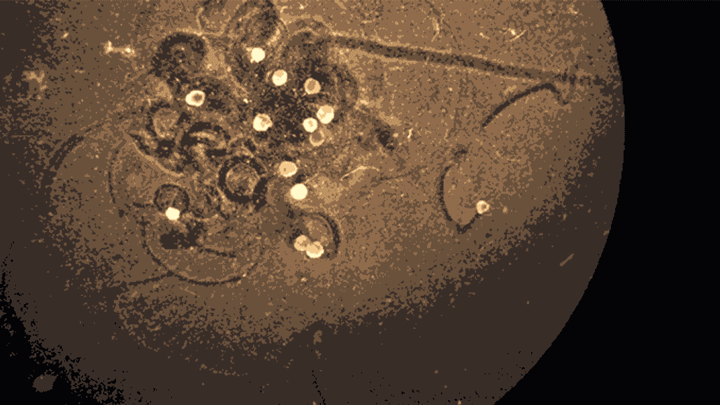 gif of a swarm of xenobots moving particles around