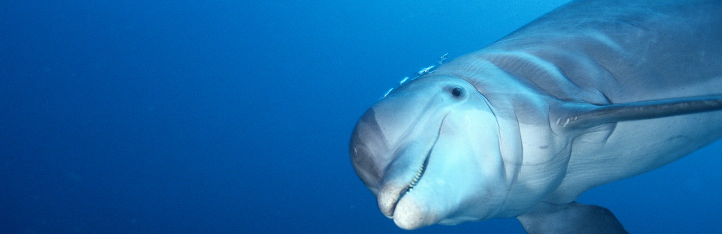 a dolphin looking at the camera