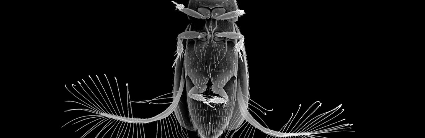 black and white image of a Paratuposa placentis beetle