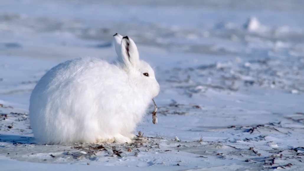 an Arctic hare standing in a snowy landscape
