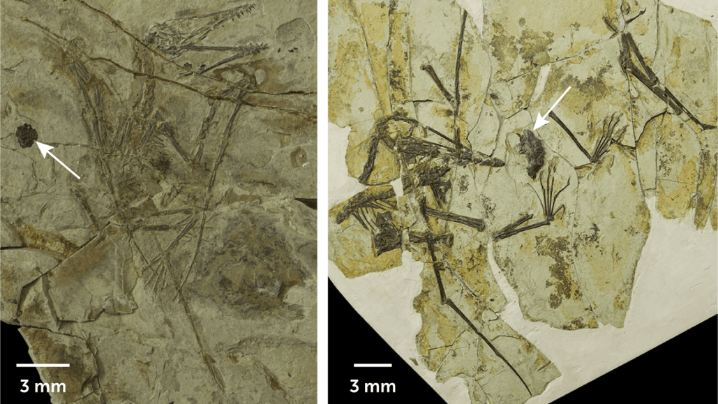 images of adult and juvenile pterosaur fossils with arrows pointing to fossilized gastric pellets