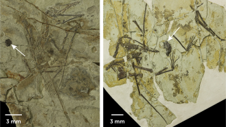 images of adult and juvenile pterosaur fossils with arrows pointing to fossilized gastric pellets