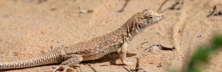 a Schmidt's fringe-fingered lizard crawling on sand