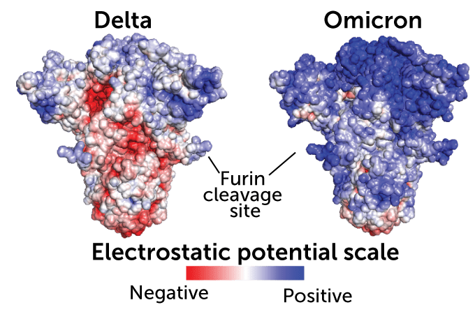 Side-by-side illustrations of the delta and omicron spike proteins with the furin cleavage site labeled in the center. Regions with negative electrostatic potential scale are shown in red and postive electrostatic potential scale are shown in blue. The omicron variant has more blue regions.