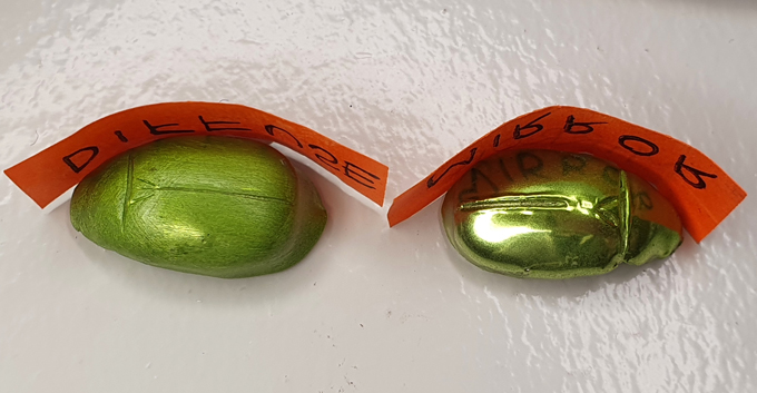 two models of beetles, one with a matte finish and another with a shiny finish