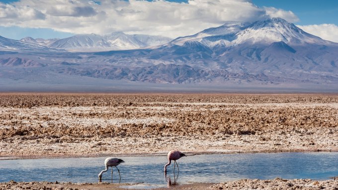 Andean flamingos feed in a pool in a salt flat, with mountains in the background